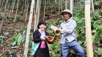 Cây quế - “vàng xanh” của nông dân Lào Cai