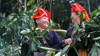 Người Dao đỏ rộn ràng vào mùa thu hoạch quế