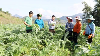 Nhộn nhịp mùa thu hoạch lá atiso Sa Pa