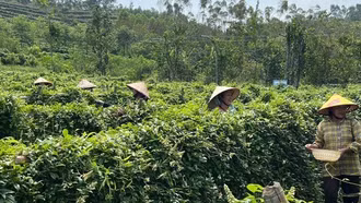 Phát triển dược liệu qúy tại Việt Nam: Xây dựng chuỗi giá trị bền vững