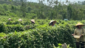 Phát triển dược liệu qúy tại Việt Nam: Xây dựng chuỗi giá trị bền vững