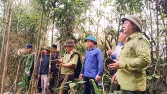 Mỏ Vàng tăng cường tuần tra, kiểm soát và phòng cháy, chữa cháy rừng trong cao điểm nắng nóng