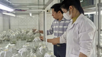 Vườn Quốc gia Hoàng Liên ứng dụng công nghệ cao bảo tồn và phát triển nguồn gen quý
