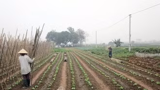 Nông dân được vay 300 triệu đồng không cần thế chấp từ 1-7