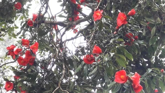  Ngắm rừng hồng trà cổ thụ khoe sắc rực rỡ ngày đầu xuân