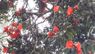  Ngắm rừng hồng trà cổ thụ khoe sắc rực rỡ ngày đầu xuân