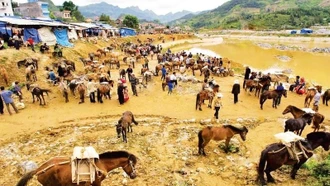 Du Xuân, ngắm ngựa vùng cao