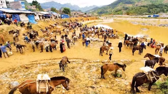 Du Xuân, ngắm ngựa vùng cao