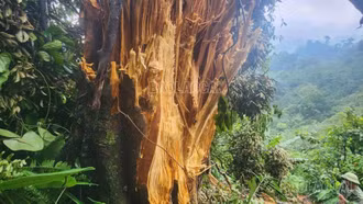 Giữ nguyên trạng cây gỗ trai bị đổ trong rừng phòng hộ Bảo Nhai