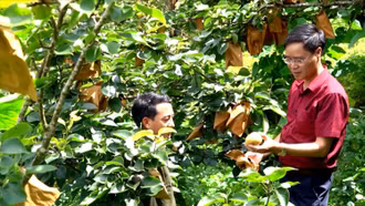 Lùng Phình giảm nghèo nhờ phát triển cây ăn quả ôn đới