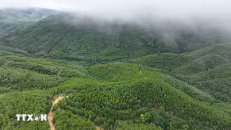 Trong tháng 2, cả nước trồng mới tập trung hơn 11.000ha rừng