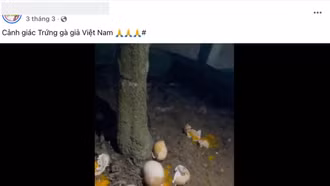 Hiệp hội Gia cầm kiến nghị Bộ Công an điều tra về thông tin 'trứng gà giả'