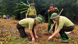 Lào Cai tăng cường quản lý và bảo vệ rừng