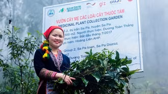 Dược liệu bản địa kết hợp làm du lịch: Hướng đi mới ở Lào Cai