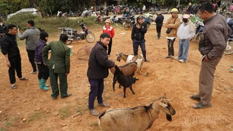 Độc đáo chợ dê ngày giáp Tết