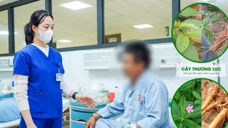 Cấp cứu sau khi ăn loại củ giống sâm đất