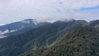 Tăng cường công tác quản lý cây di sản ở xã Chế Tạo