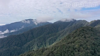 Tăng cường công tác quản lý cây di sản ở xã Chế Tạo