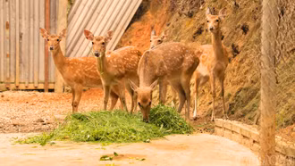 Hươu sao mở hướng chăn nuôi mới 