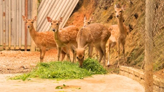 Hươu sao mở hướng chăn nuôi mới 