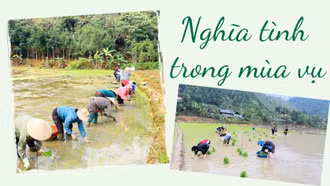 Nghĩa tình trong mùa vụ