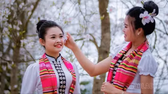 Mường Lò mùa ban trắng 