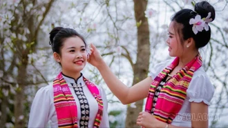 Mường Lò mùa ban trắng 