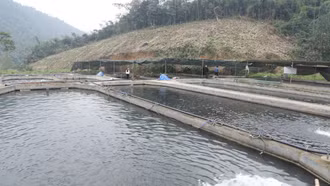 Hiệu quả mô hình nuôi cá tầm ở Phúc Lợi