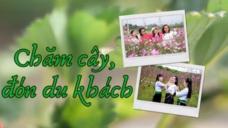 Chăm cây, đón du khách