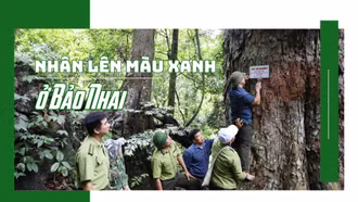 Nhân lên màu xanh ở Bảo Nhai