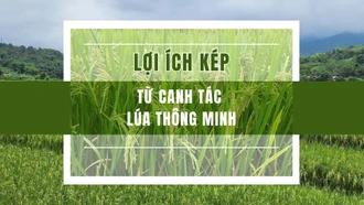 Lợi ích kép từ canh tác lúa thông minh