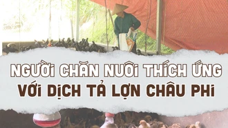 Người chăn nuôi thích ứng với dịch tả lợn châu Phi