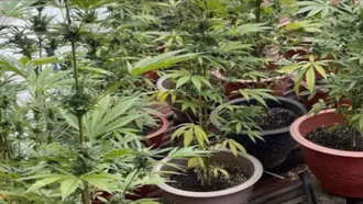 Công an thị trấn Bát Xát phát hiện đối tượng trồng cây cần sa trên mái bếp 