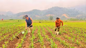Nông dân huyện Bảo Thắng tích cực chăm sóc ngô vụ xuân - hè