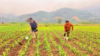 Nông dân huyện Bảo Thắng tích cực chăm sóc ngô vụ xuân - hè