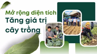 Mở rộng diện tích, tăng giá trị cây trồng
