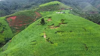 Người mang cây su su phủ xanh đồi trọc