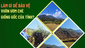 Làm gì để bảo vệ vườn ươm chè giống gốc của tỉnh?