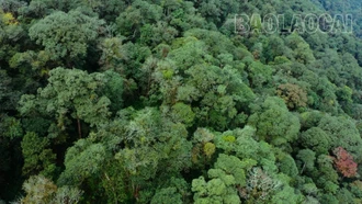 Chế Tạo chủ động giữ rừng bền vững