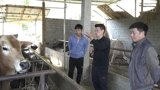 Nậm Có chủ động bảo vệ đàn gia súc 