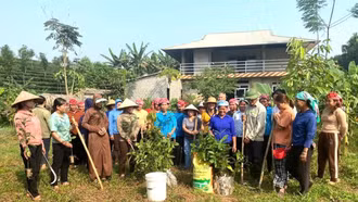 Lào Cai phấn đấu 5.000 ha quế đạt tiêu chuẩn hữu cơ 