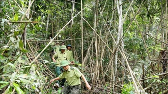 Sửa quy định về kiểm lâm và lực lượng chuyên trách bảo vệ rừng