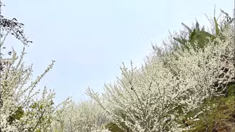 Độc đáo Lễ hội sắc mận cao nguyên trắng