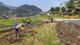 Người dân Mù Cang Chải náo nức xuống đồng