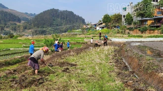Người dân Mù Cang Chải náo nức xuống đồng