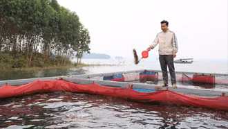 Nuôi cá lồng trên hồ Thác Bà: Hướng sinh kế bền vững cho người dân Yên Thành