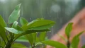 Dự báo mưa lớn trên địa bàn tỉnh Lào Cai