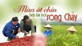 Mùa ớt chín bên bãi bồi sông Chảy