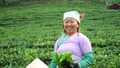Ảnh: Tảo tần trên nương chè Lùng Vai