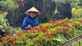 Hàm Rồng rực rỡ sắc hoa